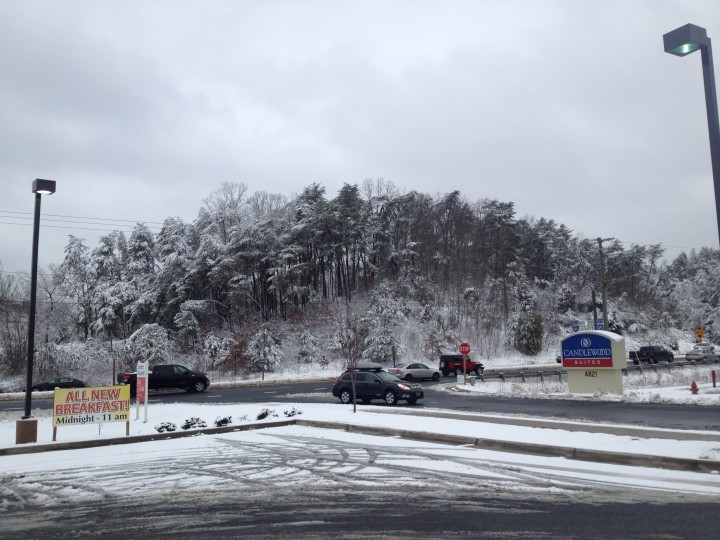 snow trees wide