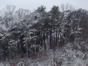 snow trees1
