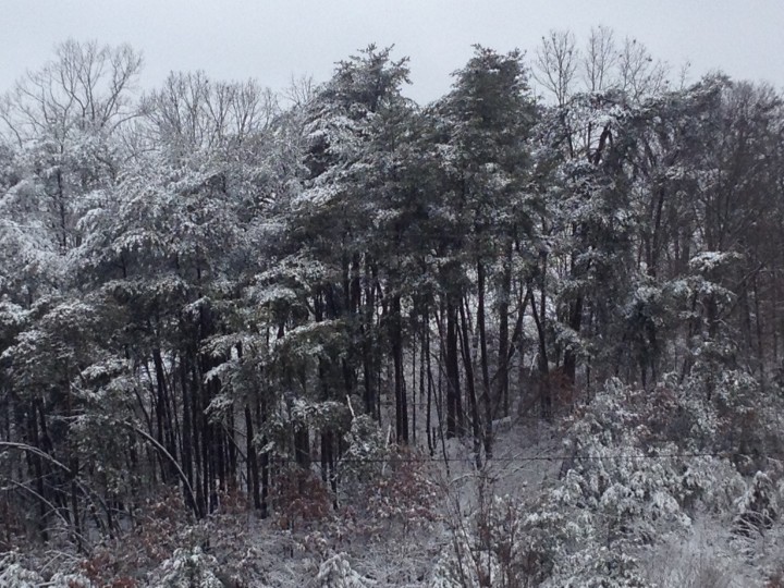 snow trees1