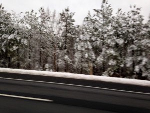 tree road