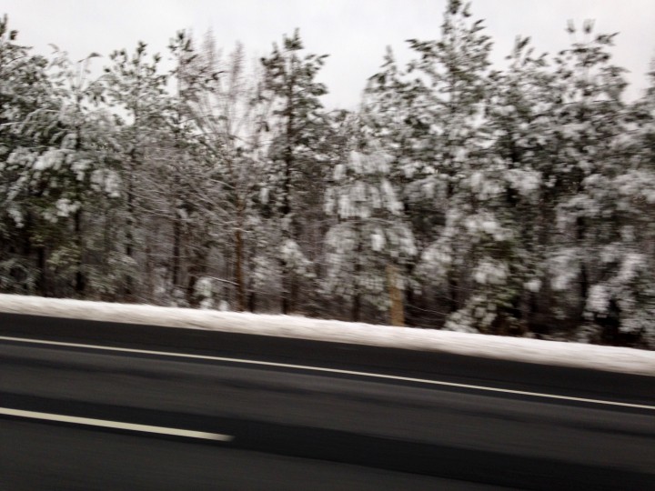 tree road